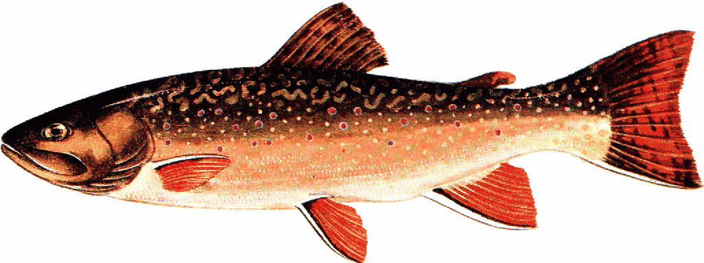 free clip art rainbow trout - photo #32