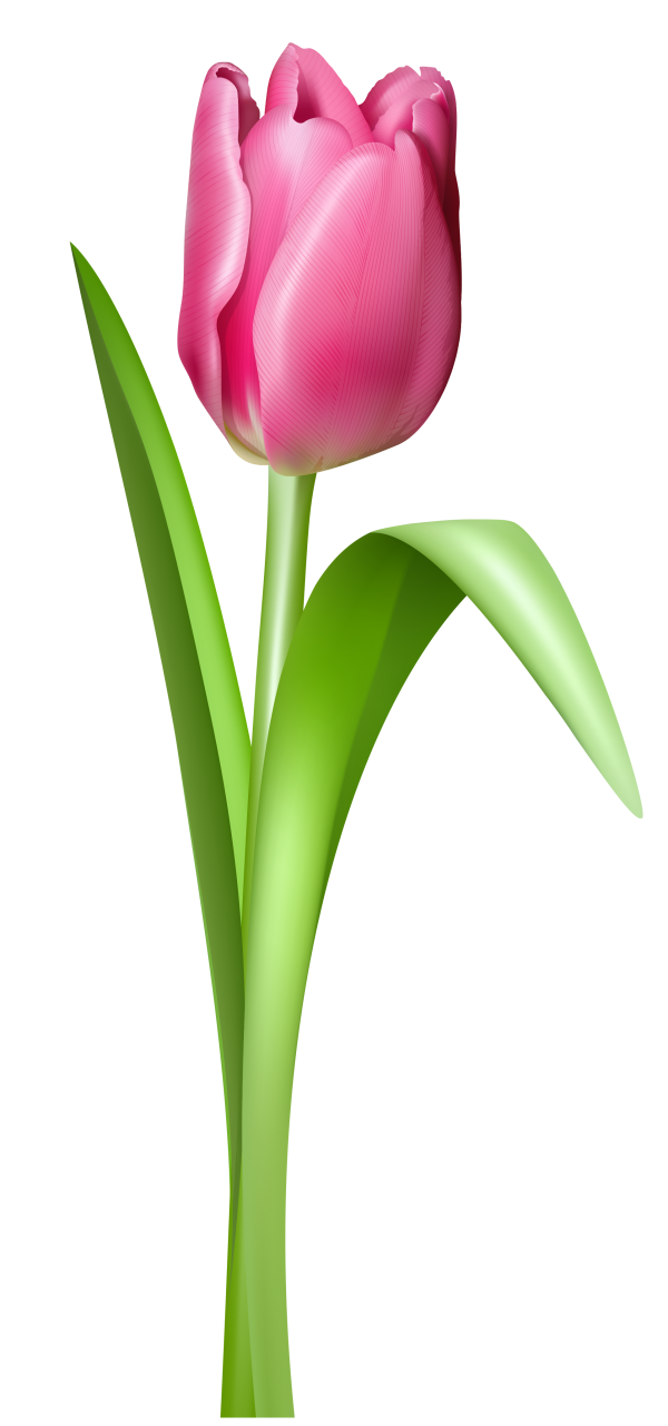 clipart tulips spring flowers - photo #31