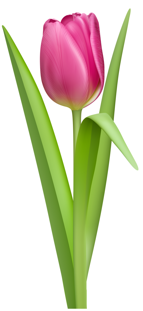 free clip art flowers tulips - photo #37