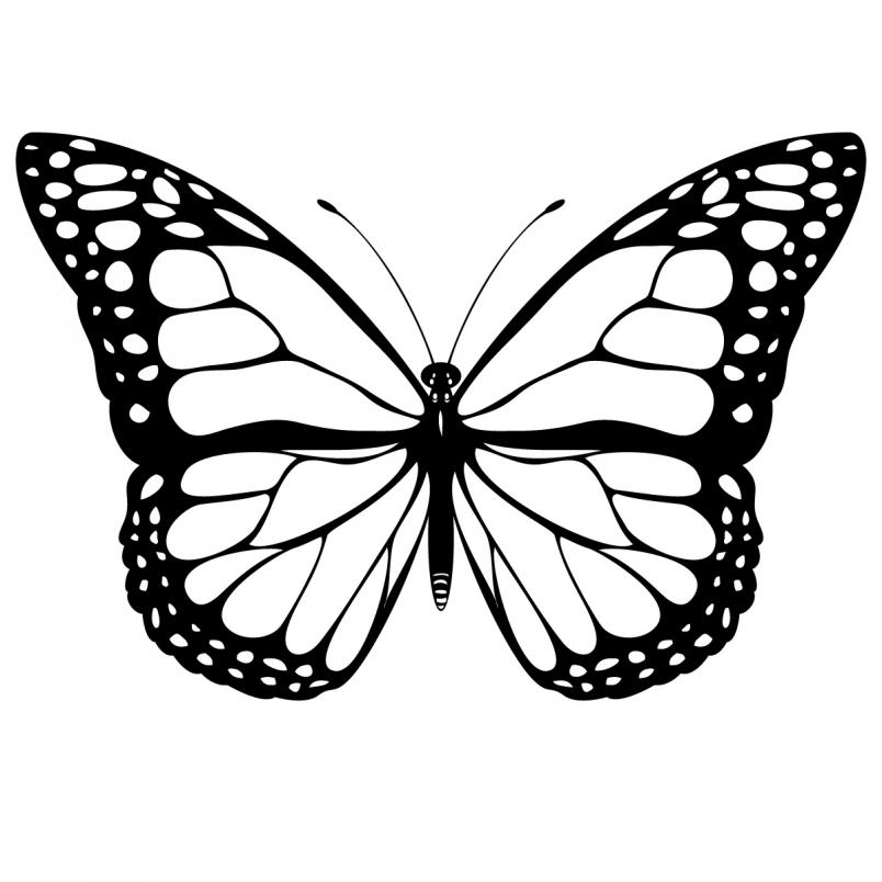 Butterfly black and white clip art