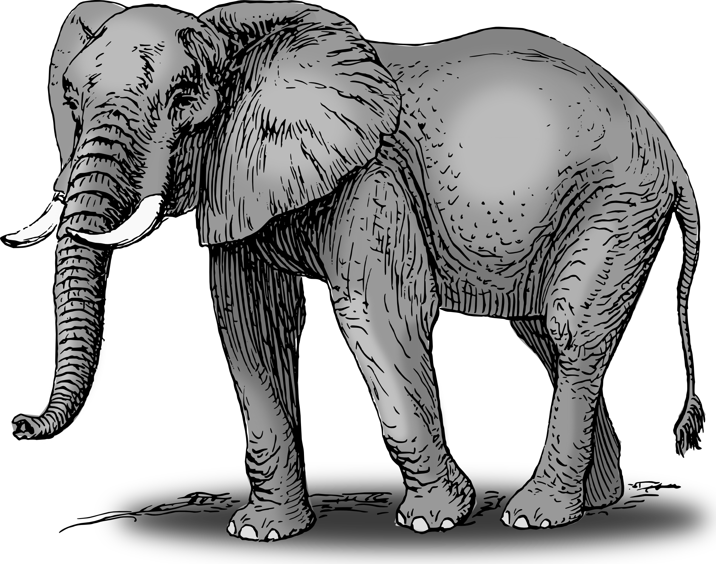 Elephant clipart colored elephant