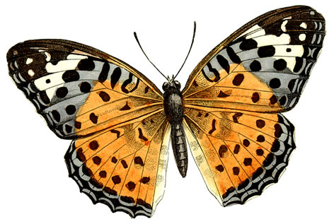Huge butterfly clipart by hauntingvisionsstock on