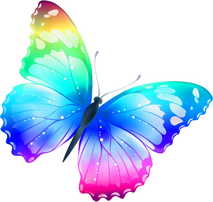 Large transparent multi color butterfly clipart butterflies
