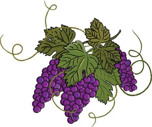 Grapes clipart image wine grapes still on the vine