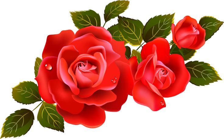 Red rose clip art single red rose clip art roses