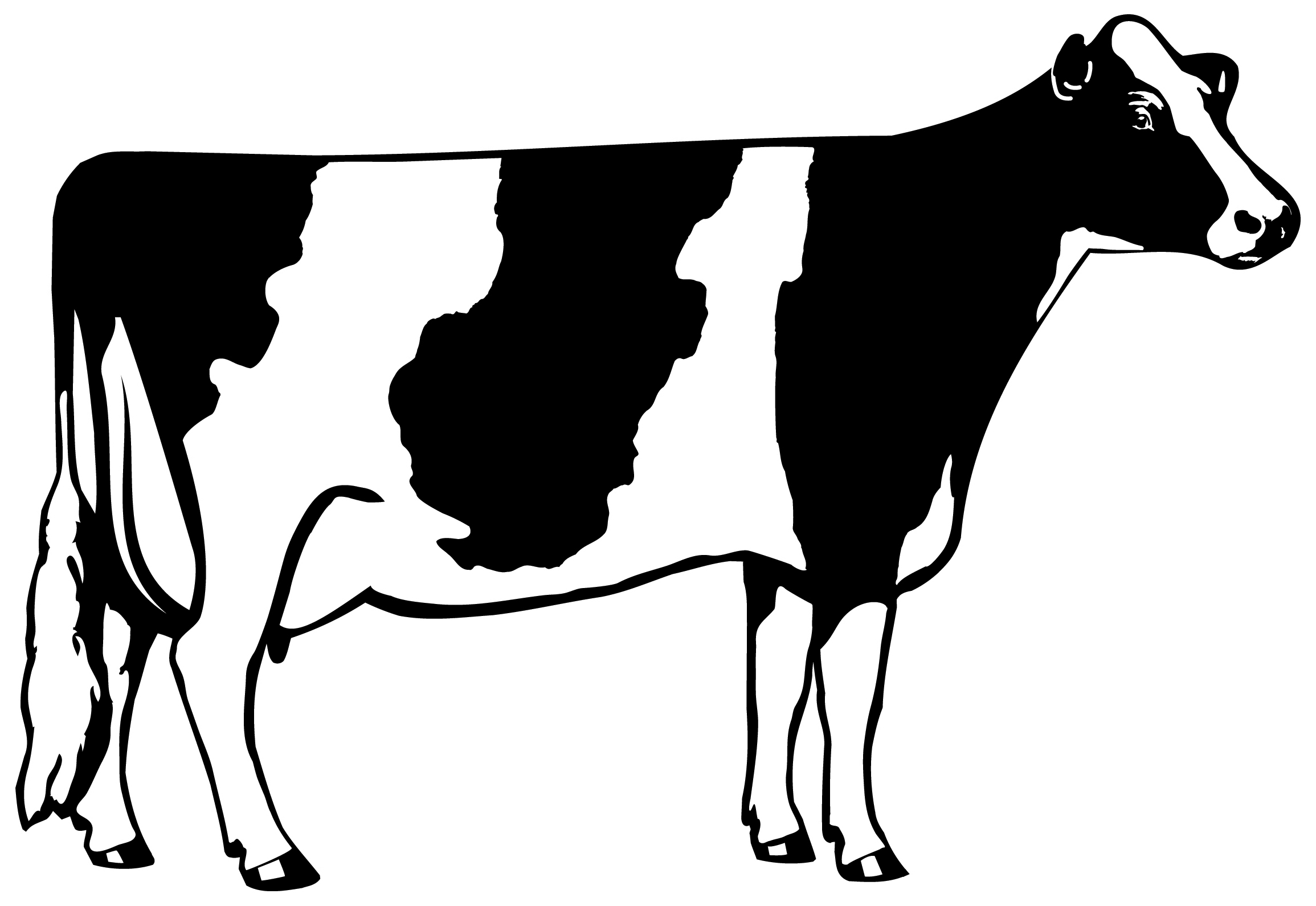 Black and white cow clip art images crazy gallery leechh link site