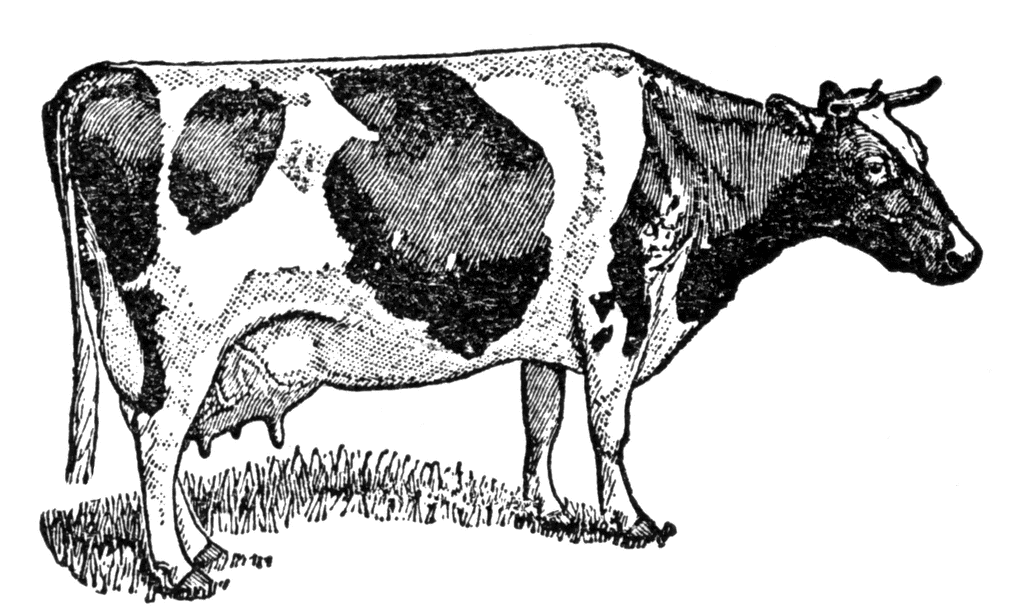 Holstein cow clipart etc