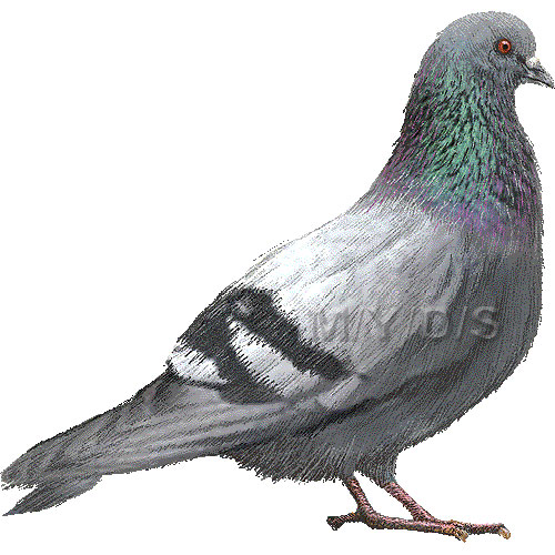 Rock pigeon rock dove clipart graphics free clip art