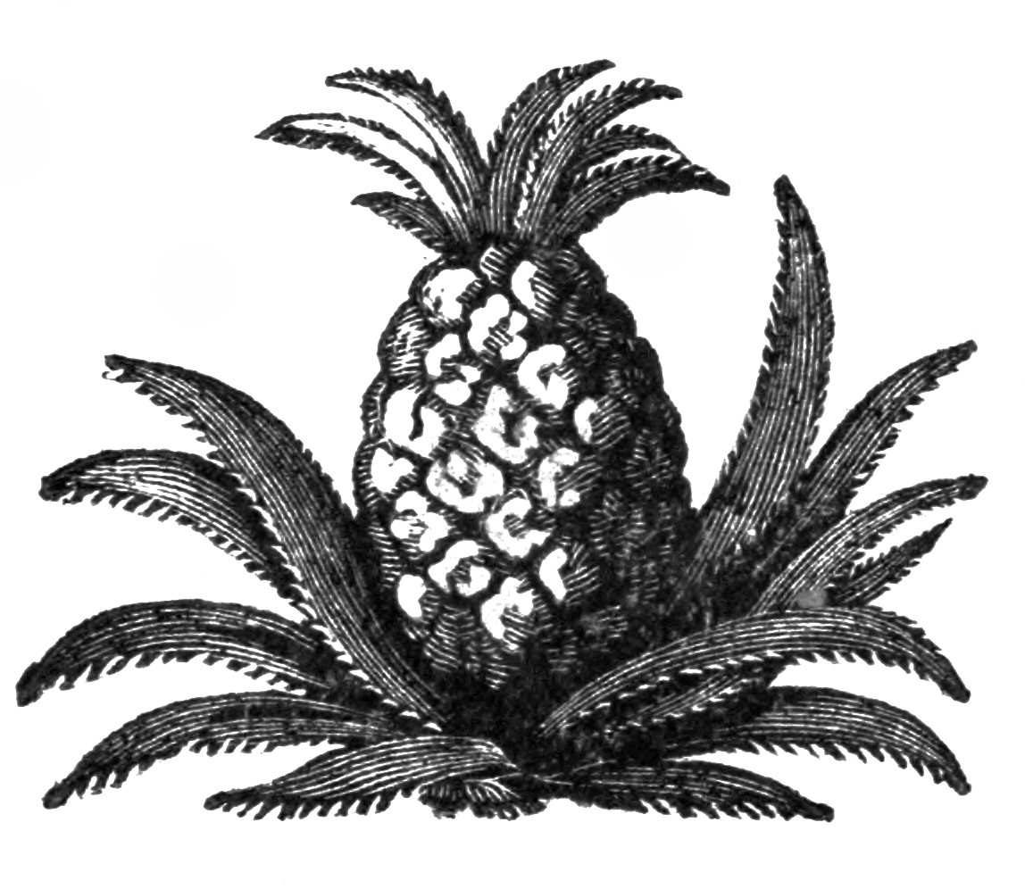 Vintage clip art pineapple illustration the graffical muse