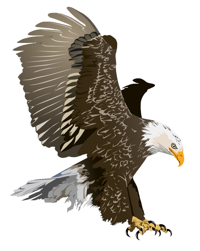 Eagle clip art  3