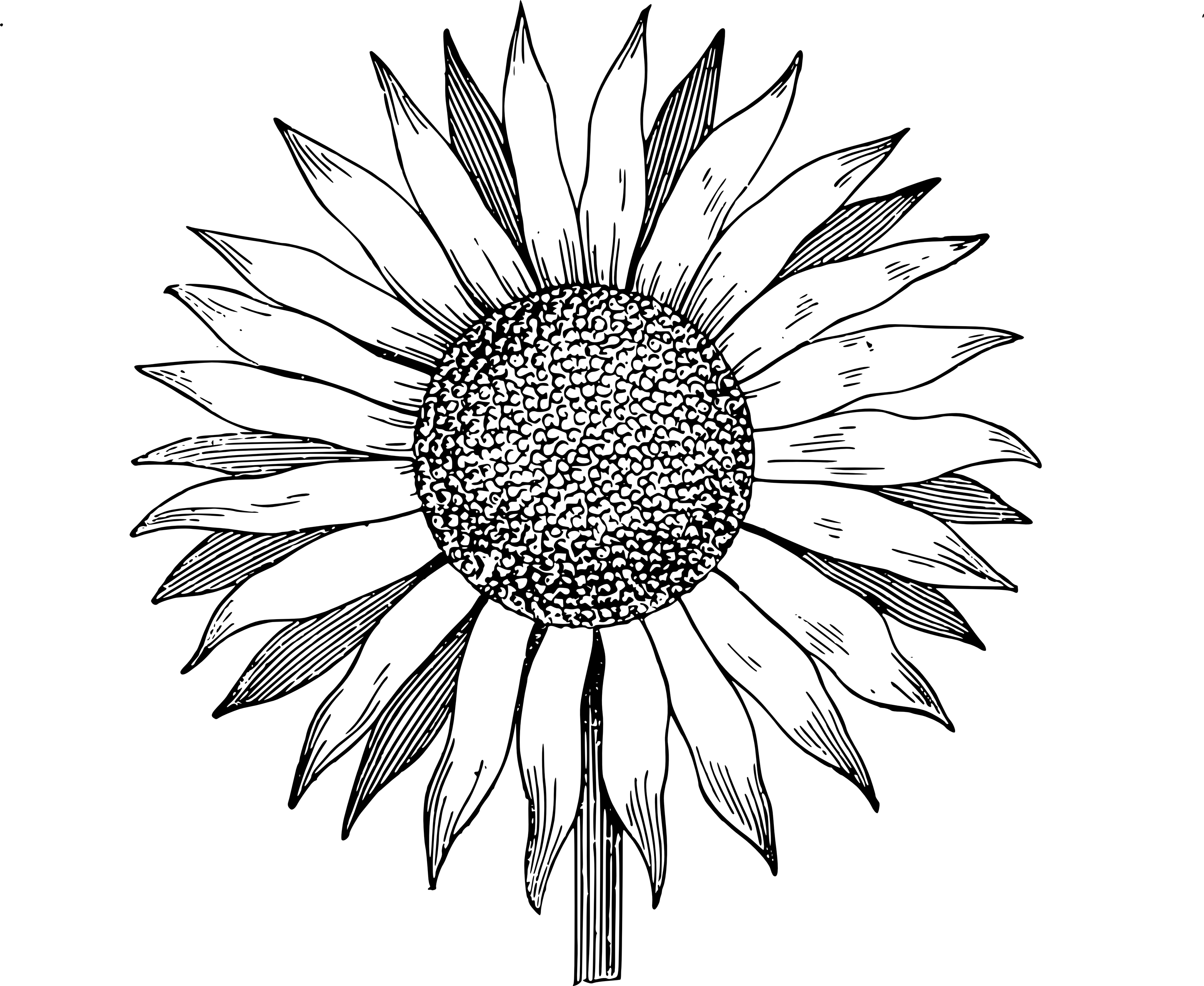 Free clip art sunflower vector image clip art department 2