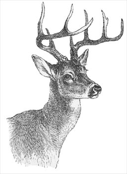 Free deers clipart free clipart graphics images and photos 3