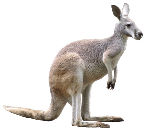 Kangaroo 2 clipart med cm high photo sharing