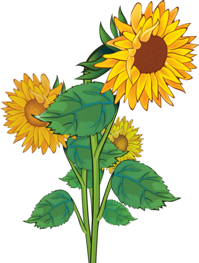 Sunflower clipart 4