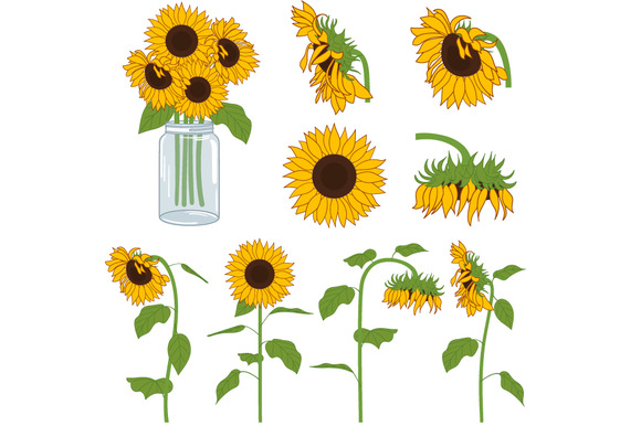 Sunflowers set illustrations on creative market