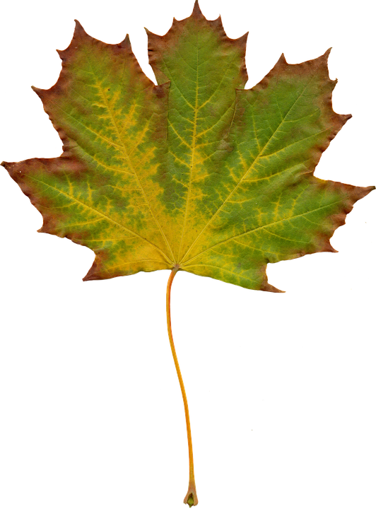 Free photo leaves nature autumn clipart free image on