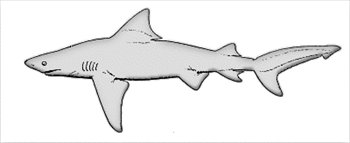 Free bull shark clipart free clipart graphics images and photos