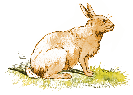 Free rabbit clipart 1 page of free to use images