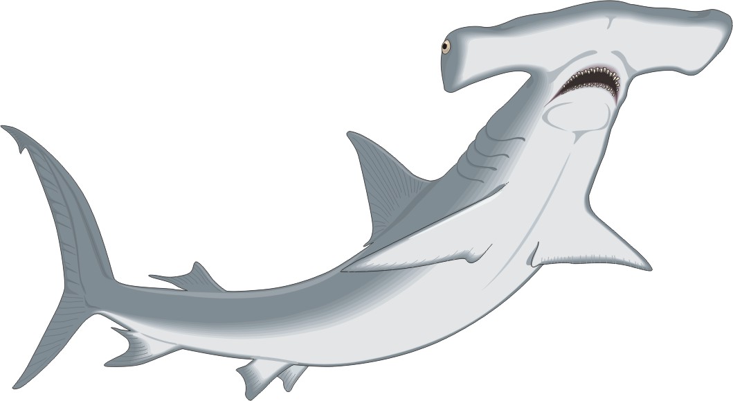 Hammerhead shark clip art clipart