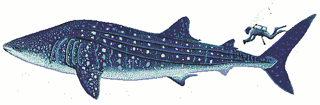 Shark clip art download