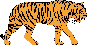 Tiger panthera clipart