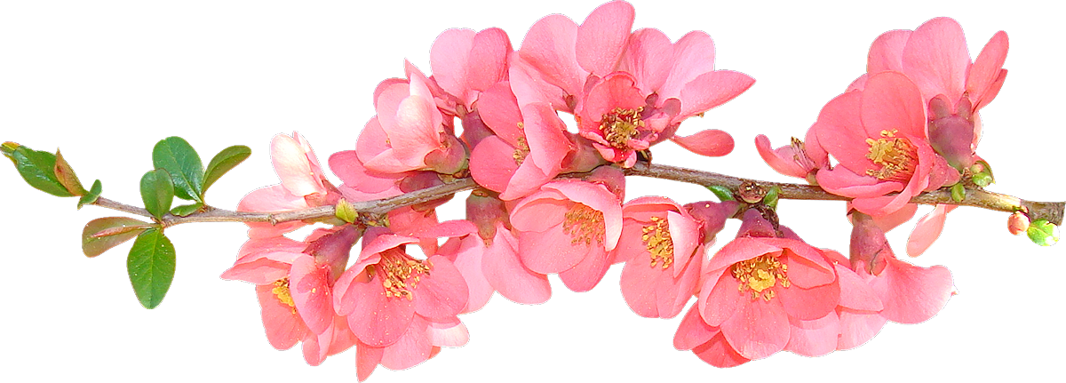 Flower clipart cute sprig of spring flowers