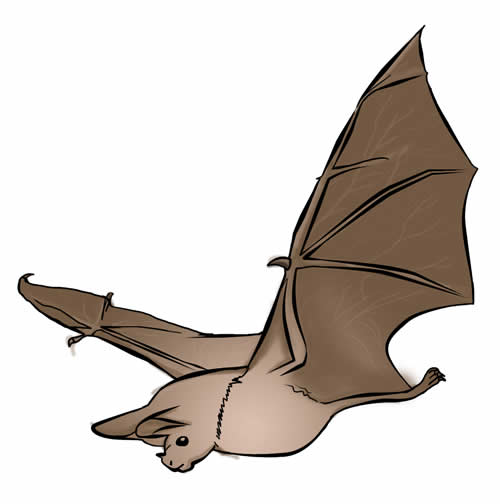 Free bat clip art drawings and colorful images