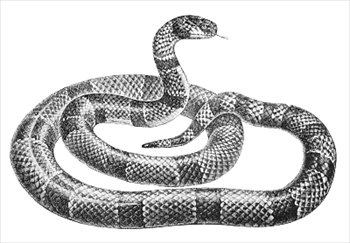 Free snakes clipart free clipart graphics images and photos