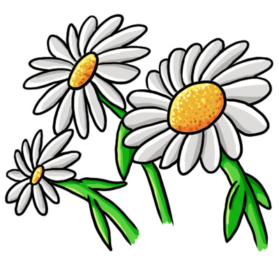 Daisy flower clip art