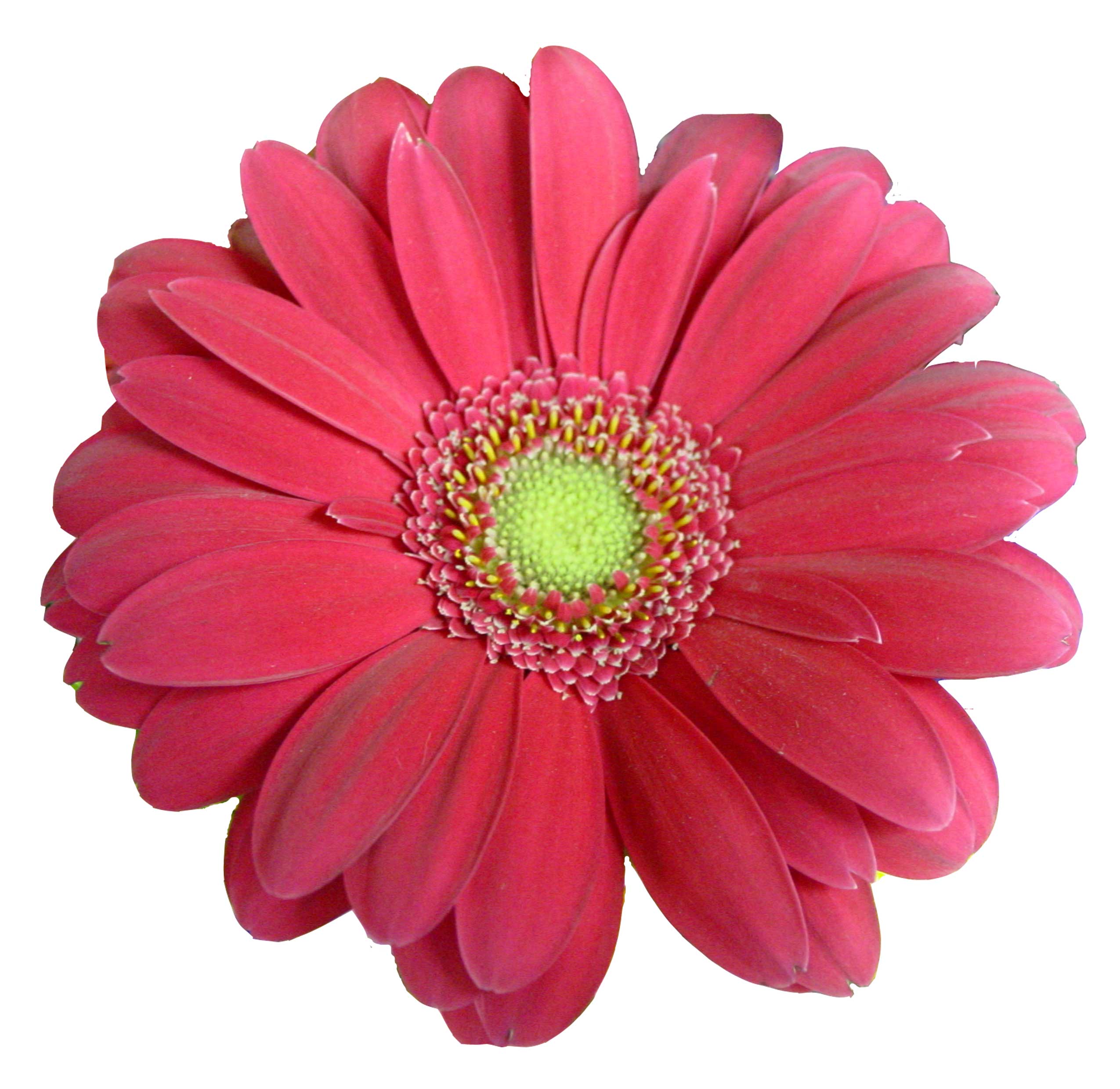 Flower clip art pink daisy clip art pink and black flower clip art