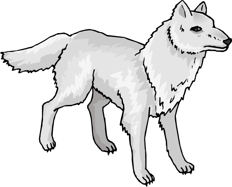 Arctic wolf clipart