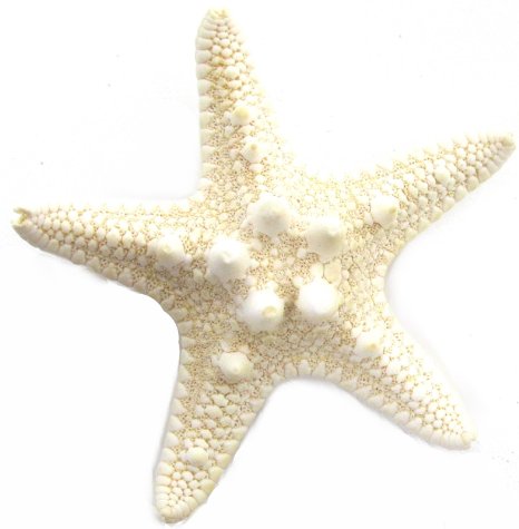 Cheap starfish clip art find starfish clip art deals on line at