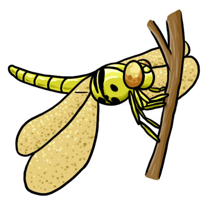 Clip art dragonfly clipart