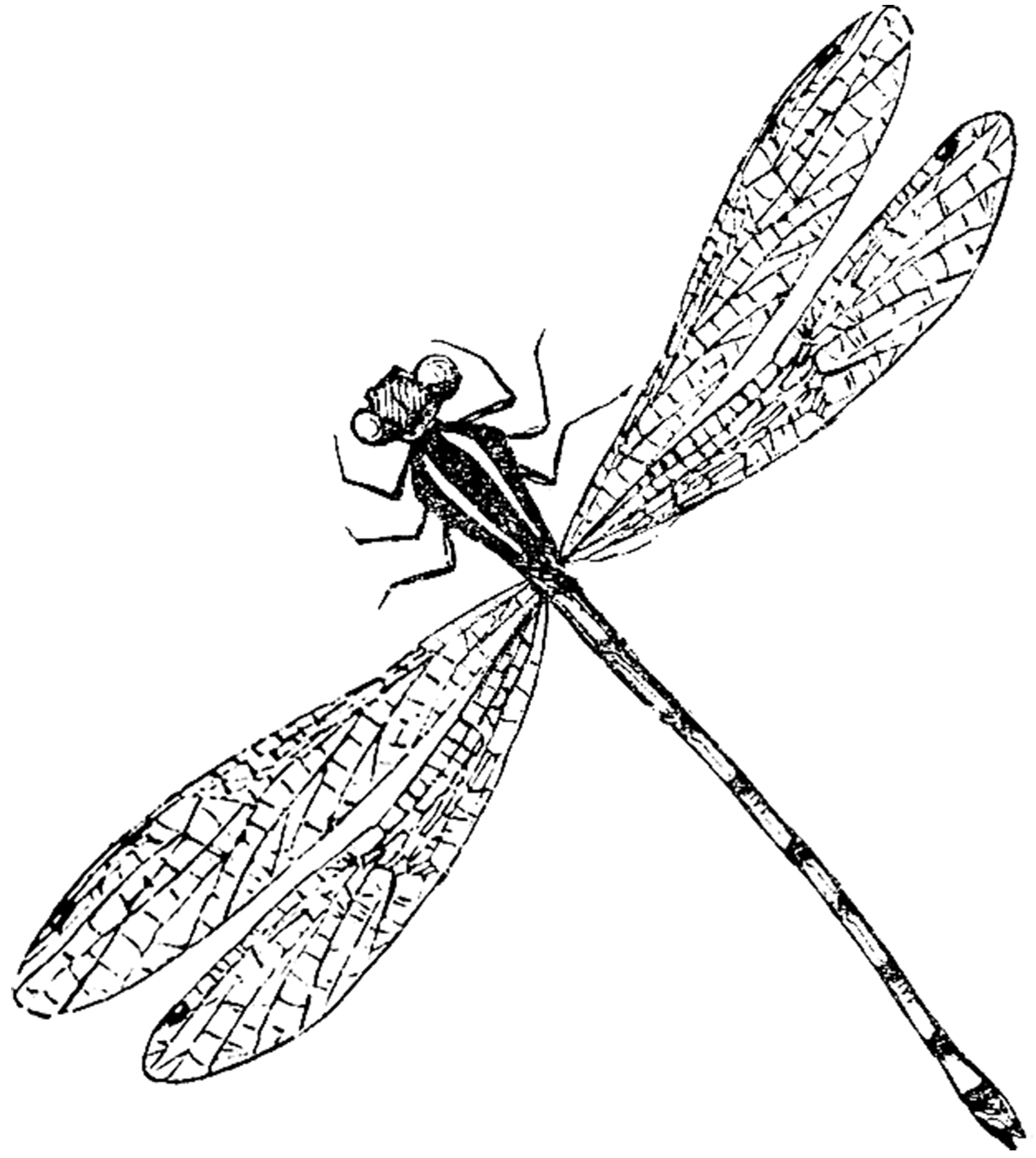 Drawing dragonfly clipart