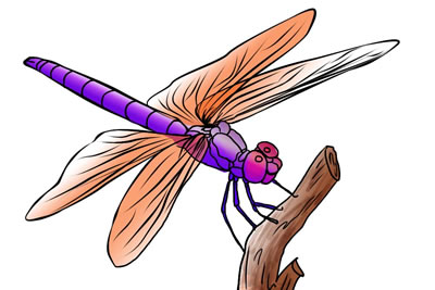 Free dragonfly clip art 4