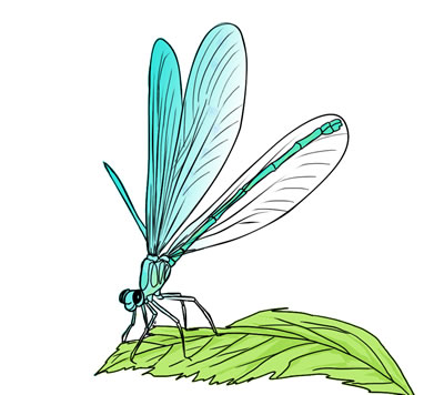 Free dragonfly clip art 5