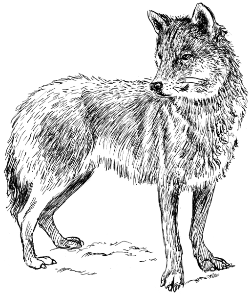 Free wolf clipart 1 page of free to use images