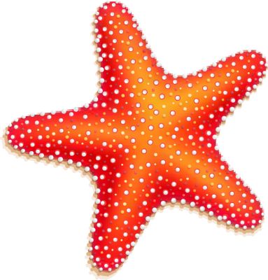 Orange starfish star fish starfish art online and
