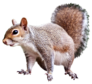 Squirrel animal clip art 2