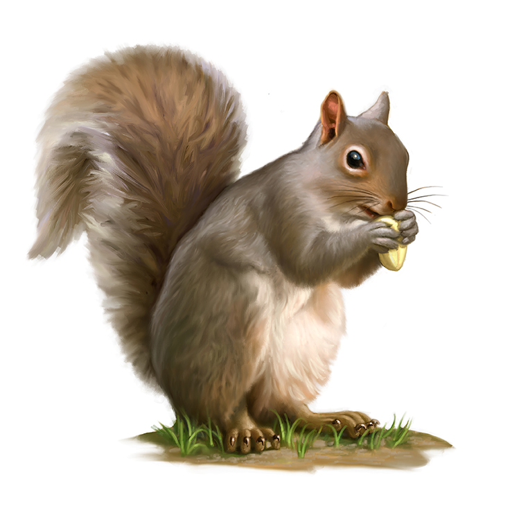 Squirrel camp discovery information