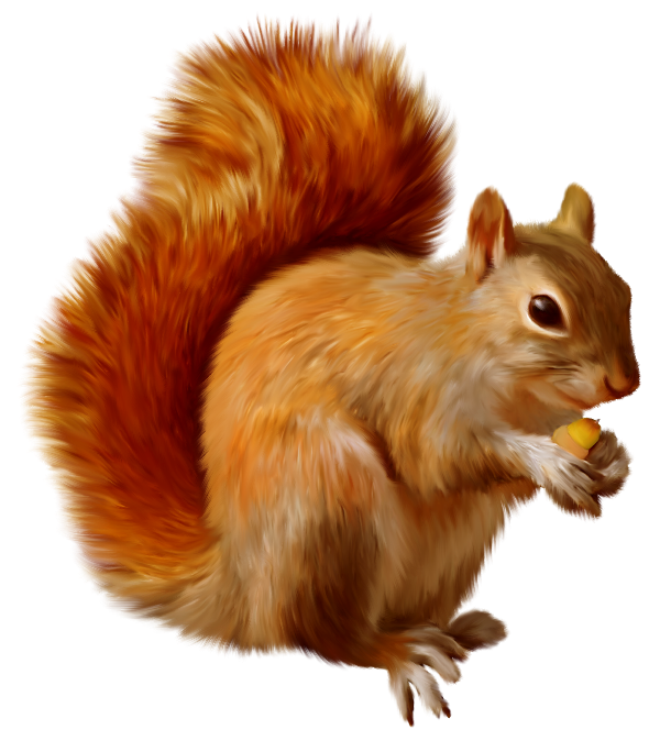 Squirrel clipart 0