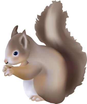 Squirrel clipart 8