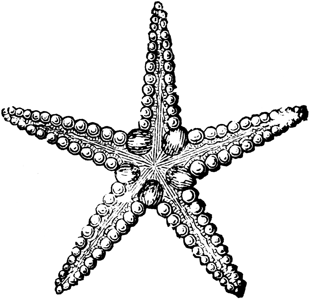 Starfish clipart etc 4