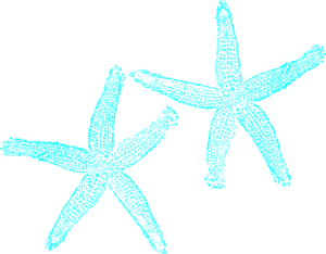 Turquoise starfish clip art at vector clip art online