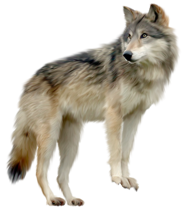 Wolf image free picture download 2