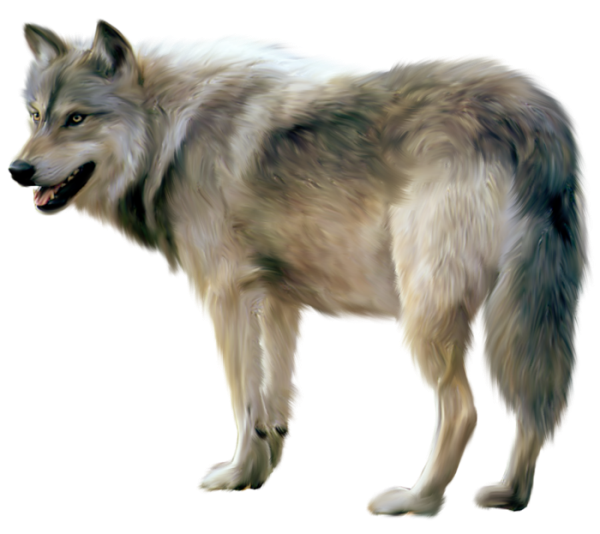 Wolf image free picture download