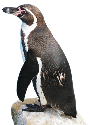Funny penguin clipart 3