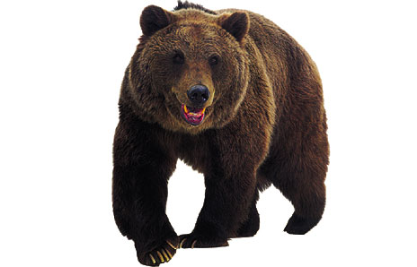 Brown bear clip art 2 new hd template images