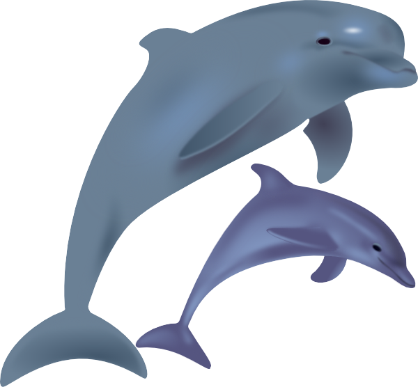 Dolphin clip art  2