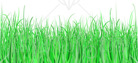 Grass clipart illustration of a white background with green blades